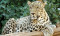 Iran raises penalties for hunting endangered species