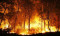 Centuries-old trees in Fars destroyed by fire