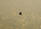 Dust storms hit one province, will soon hit others