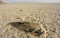 Dried-out Bakhtegan Lake causes decline in air quality