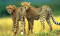 Insurance deal aims to protect Asiatic Cheetah in Iran