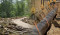 Gas company pays big penalty for damaging forests