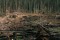 Iran bans forest harvesting for decade