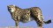 Poachers use mining as cover for hunting rare cheetah