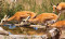 Khuzestan wildlife threatened by disappearing water resources