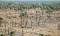MP warns of two million palm trees at risk in Abadan