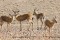 Declining deer population bad news for endangered cheetah