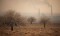 Copper industry pollution suspected in livestock deaths