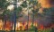 Fire destroys large swath of Noor Forest, home of rare tree species