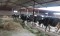 Dairy farm chief sentenced  to jail for polluting environment