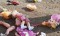 Officials warn about dangerous dolls from Iraq containing explosives