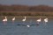 Lake Maharloo bounces back, boosts regional tourism