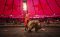 Iran cracks down on use of animals in circuses