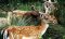 Endangered yellow deer further threatened by floods