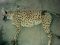 Accident reduces population of endangered cheetah