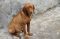 Animal Cruelty Punishable by Flogging and Imprisonment in Iran?