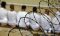 Execution of Sunnis; Al-Qaeda Sunnis and Al-Qaeda Shias