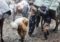 Iran’s Human Mules or Kulbars and their Onerous Means of Making a Living
