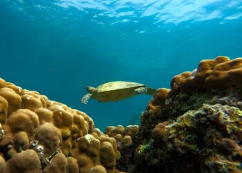 The Hidden Face of the Strait of Hormuz: Dolphins and Turtles in the Persian Gulf Today