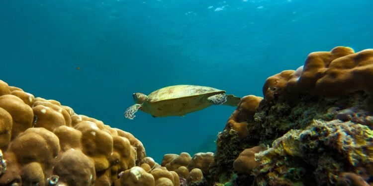The Hidden Face of the Strait of Hormuz: Dolphins and Turtles in the Persian Gulf Today