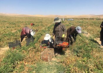 Before Sunrise, After the Fields: Women’s Seasonal Labor in Kurdistan in Iran