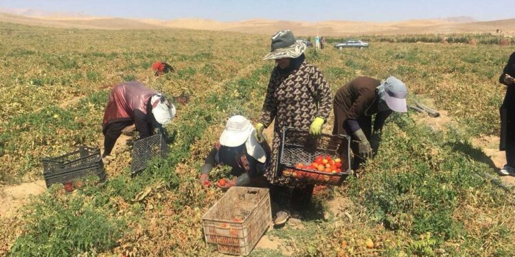 Before Sunrise, After the Fields: Women’s Seasonal Labor in Kurdistan in Iran